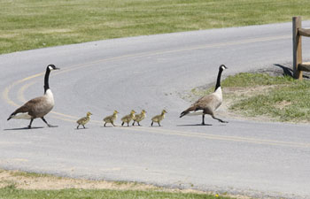 Geese at Nallin Farm Pond