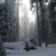 Pacific Northwestern forest. Photo credit: USGS Forest and Rangeland Ecosystem Science Center