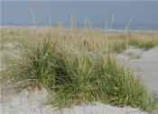 'Cape' american beachgrass is considered the industry standard and has proven to out-perform all other varieties for conservation applications from Maine to North Carolina.