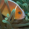 scientist diver placing grid on corals