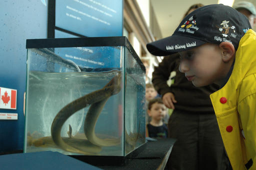 Photo - Sea Lamprey