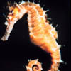 seahorse