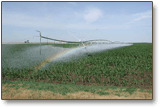 Irrigated corn