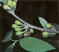 (Photo of Lindera melissifolia representing...) Floristic composition and potential competitors in Lindera melissifolia</i> (Lauraceae) colonies in Mississippi with reference to hydrologic regime