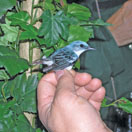 Photo of a Cerúlean warbler (Dendroica cerulea).  (Photo by Callie Schweitzer, from Compass Magazine, Issue 16, The Good News)
