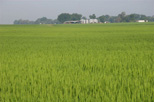 An Arkansas rice field.