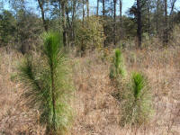 longleaf pine