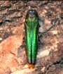 Web link image: New York Emerald Ash Borer Quarantine to Be Expanded