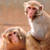 Two rhesus macaques.