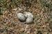 Forster's Tern nest. 