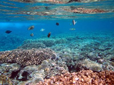 Photograph of fish and coral in Guam.