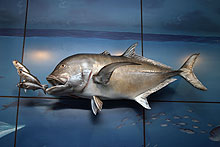 Ulua, or Giant trevally hunting big-eyed scad or Akule.