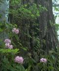 Redwood Field Station 