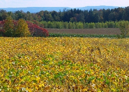 Web image: A farm field protected by conservation cover