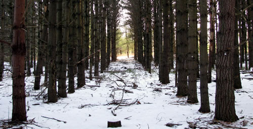 White pine plantation.