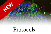 Culture Protocols with new banner