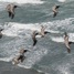 pelicans