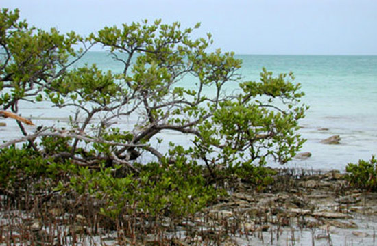 Canal Luis Peña Natural Reserve