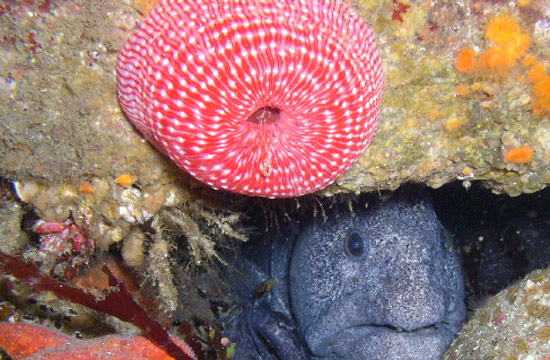 Pacific Grove Marine Gardens State Marine Conservation Area