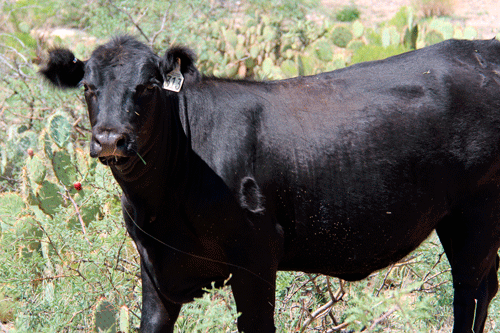 Beef cow at Little Horse Ranch.