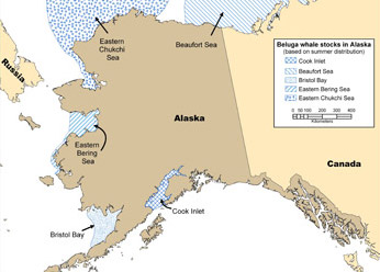 map of 5 Alaska beluga whale stocks