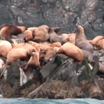 Sea Lion Sickness