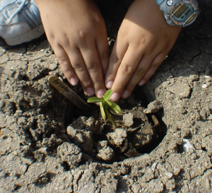 TX planting at Bahia Grande.