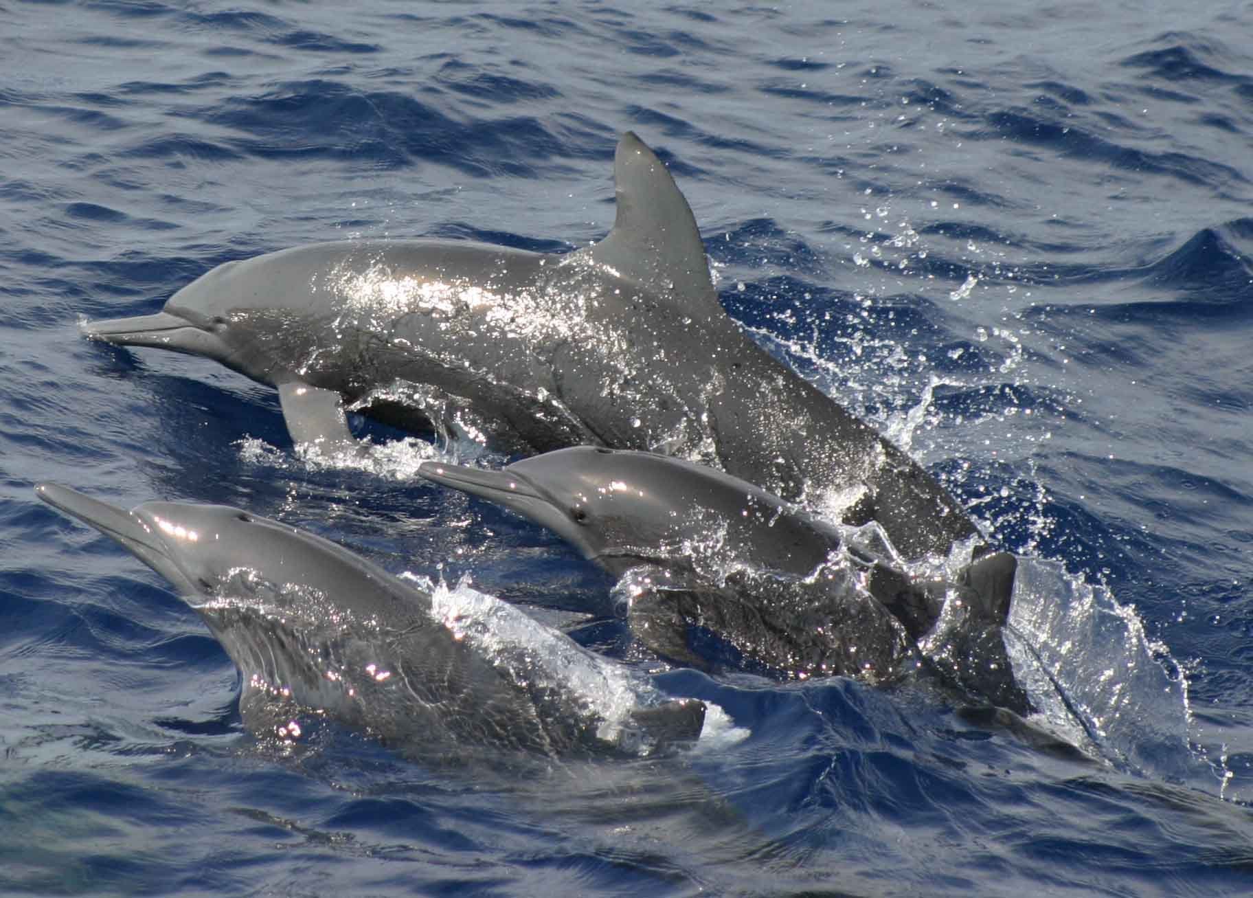 dolphin jumping