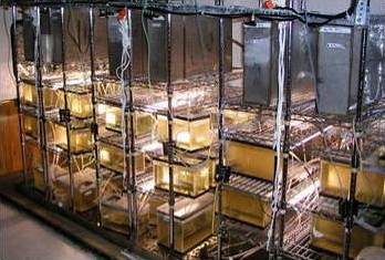 Stacks of experimental fish tanks in side a laboratory trailer