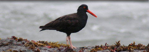 Black Oystercatcher