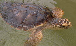 Loggerhead Sea Turtle