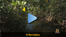 Ocean as a Lab, Mangrove Forest still shot