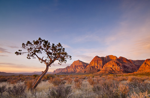 Red Rock Canyon was designated as Nevada&#8217;s first National Conservation Area.  Red Rock Canyon is located 17 miles west of the Las Vegas Strip on Charleston Boulevard/State Route 159.  The area is 195,819 acres and is visited by more than one million people each year.  In marked contrast to a town geared to entertainment and gaming, Red Rock Canyon offers enticements of a different nature including a 13-mile scenic drive, more than 30 miles of hiking trails, rock climbing, horseback riding, mountain biking, road biking, picnic areas, nature observing and visitor center with exhibit rooms and a book store.The unique geologic features, plants and animals of Red Rock Canyon NCA represent some of the best examples of the Mojave Desert. In 1990, special legislation supported by the Nevada congressional delegation, changed the status of the Red Rock Recreation Lands to a National Conservation Area (NCA), the seventh to be designated nationally. This legislation provides the funding to protect and improve the area. Red Rock Canyon NCA  is enjoyed by the local population as well as visitors from the United States and many foreign countries. One million visitors each year enjoy the spectacular desert landscape, climbing and hiking opportunities, and interpretive programs sponsored by the BLM.
Photo: Van Phetsomphou