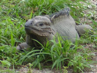 Iguana