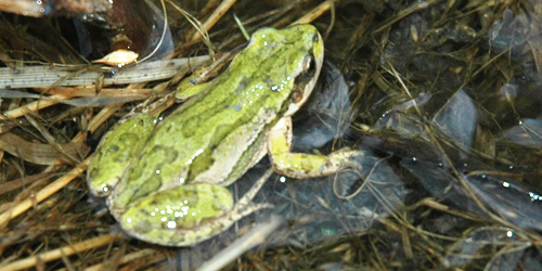 FORT scientist Erin Muths and collaborators compare amphibian health and demographics  at two sites in northwestern Wyoming.