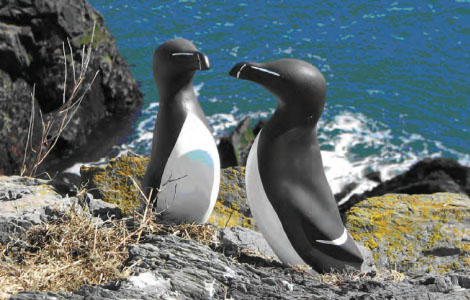 razorbill decoys in Maine