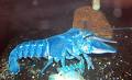 blue lobster