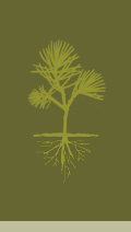 Illustration of a pine seedling.