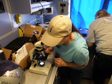 Teachers examining plankton under microscopes on board the R/V Manta