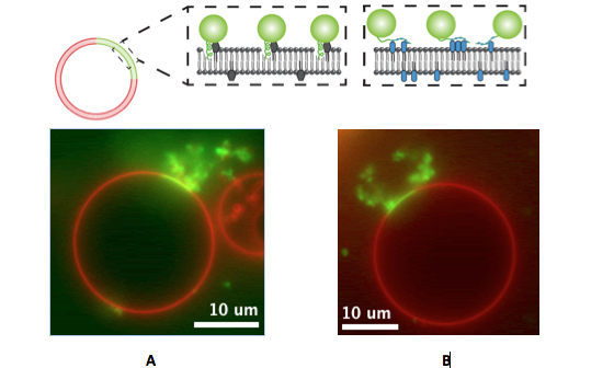 Cellular Membrane Bending by Protein-Protein Crowding