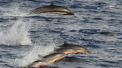 Fraser's Dolphins