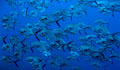 imagem do fundo do mar (Foto: NOAA)
