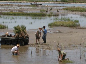 Volunteers conduct salt marsh planting.