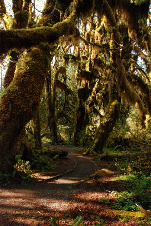 The Hoh Rain Forest is located in the stretch of the Pacific Northwest rainforest which once spanned the Pacific coast from southeastern Alaska to the central coast of California. The Hoh is one of the finest remaining examples of temperate rainforest in the United States and is one of the park&#8217;s most popular destinations (including the Hall of Mosses pictured above).Photo: National Park Service