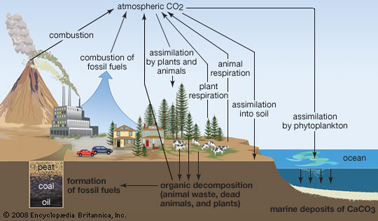biogeochemical cycle diagram