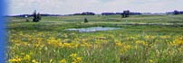 Photo of a flowered landscape