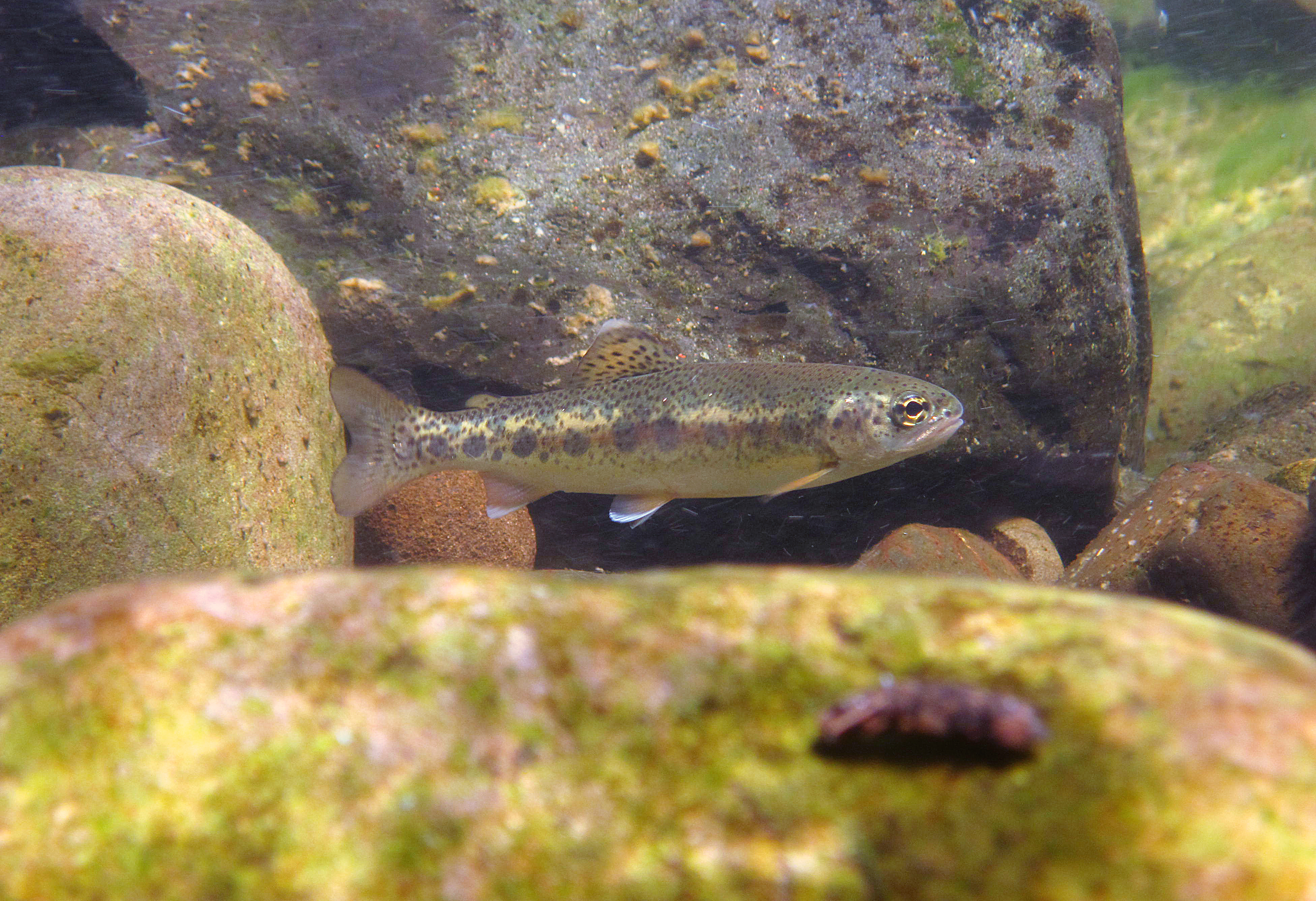 juvenile steelhead