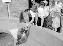 Photo taken before the Marine Mammal Protection Act in the 1960s