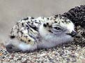 western snowy plover chick