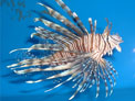 Adult lionfish